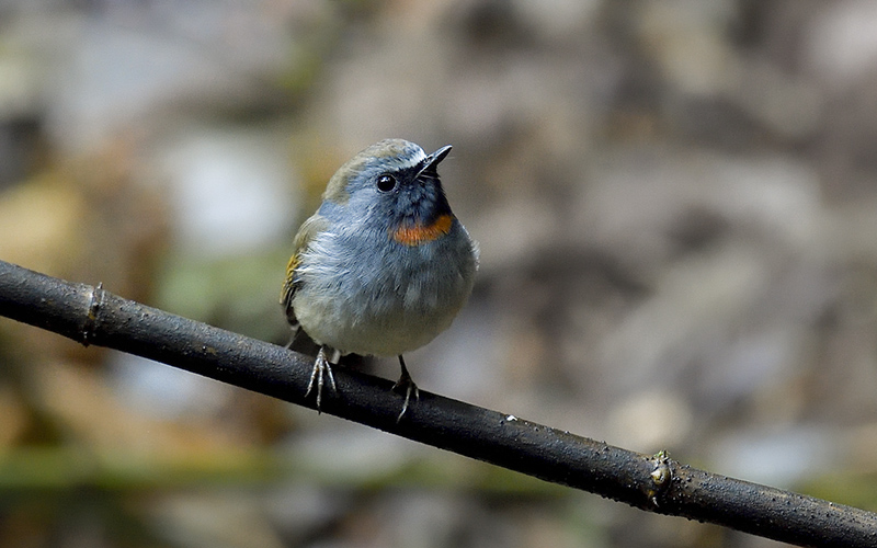 Rufous-gorgeted Flycatcher (Ficedula strophiata) at Phia Oac-Phia Den Bird Hides - Northern Vietnam. Photo by: Bui Duc Tien - Vietnam Bird Photography Tours - Vietbirdphototours.com